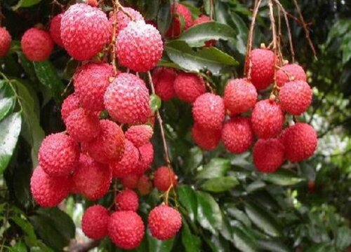 湖南适合种荔枝树吗