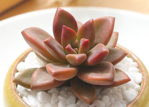 姬胧月怎么爆侧芽长出多个头