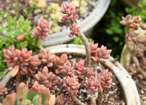 姬胧月怎么爆侧芽长出多个头