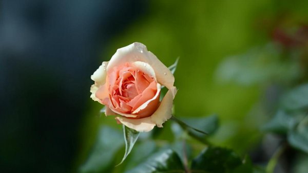 真宙月季的优缺点