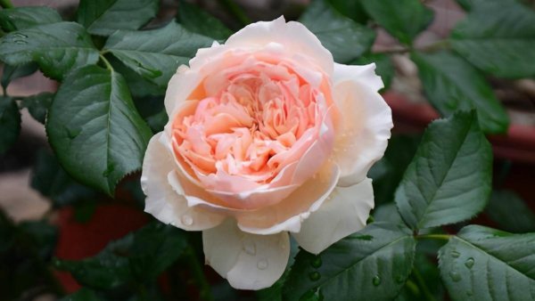 真宙月季的优缺点