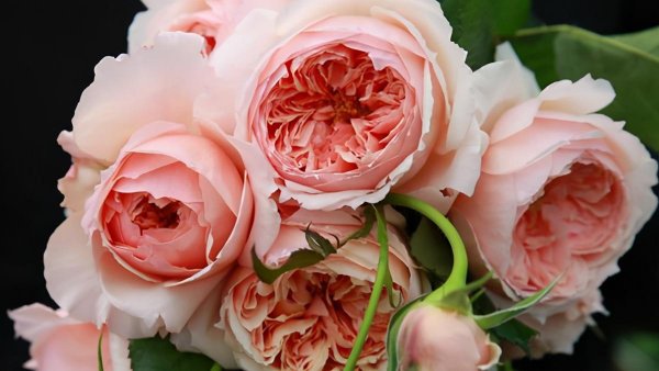 真宙月季的优缺点