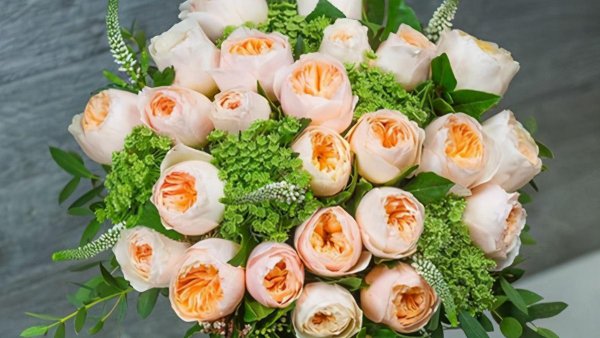 真宙月季的优缺点