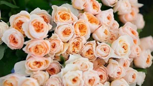 真宙月季的优缺点