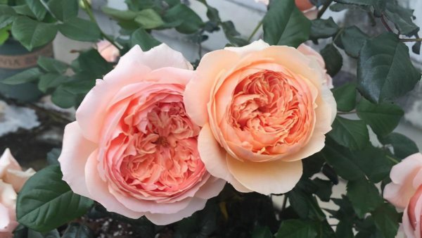 真宙月季的优缺点