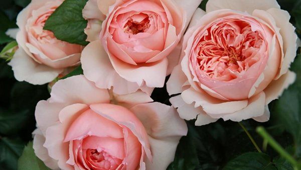 真宙月季的优缺点