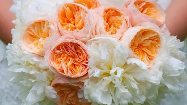 真宙月季的优缺点