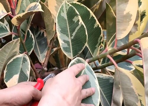 橡皮树怎么剪枝