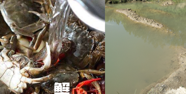 螃蟹喜欢吃什么东西才能养活它