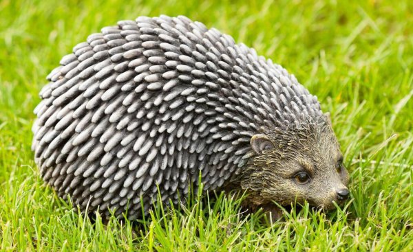 刺猬进宅的征兆和说法