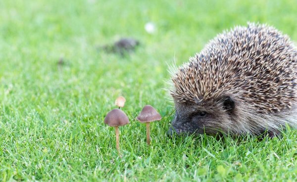 刺猬进宅的征兆和说法