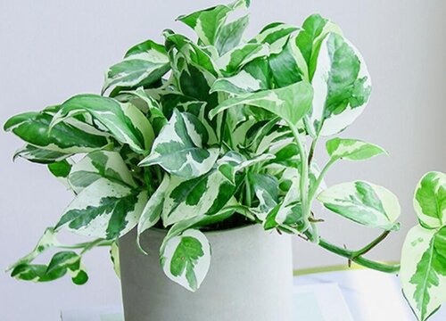 绿萝会开花吗 开的什么花