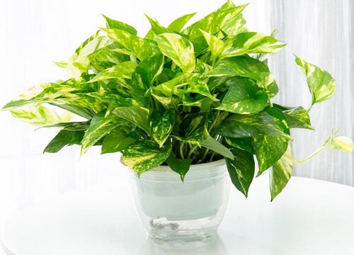 绿萝会开花吗 开的什么花