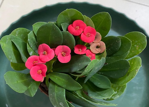 虎刺梅如何使用控光方法进行催花