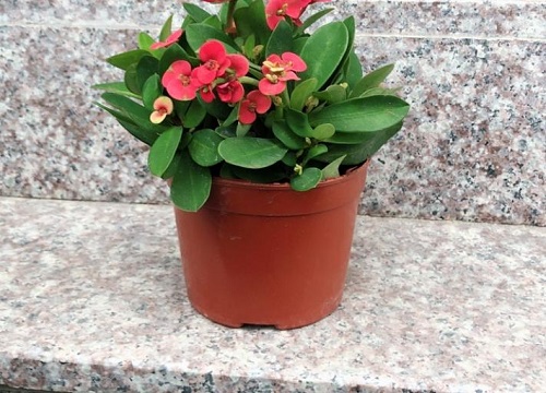 虎刺梅如何使用控光方法进行催花