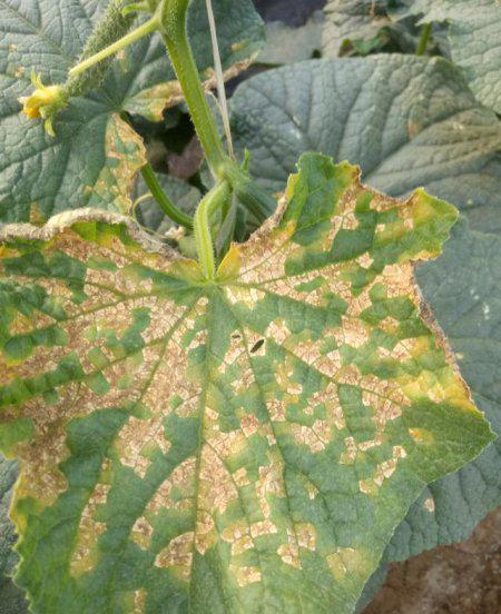 黄瓜霜霉病防治小妙招