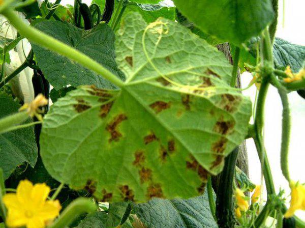 黄瓜霜霉病防治小妙招