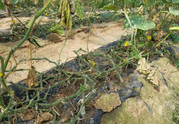 黄瓜霜霉病防治小妙招