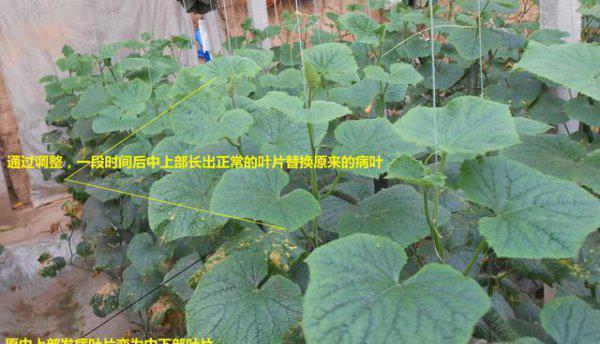 黄瓜霜霉病防治小妙招