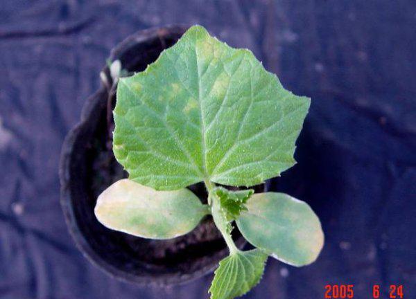 黄瓜霜霉病防治小妙招