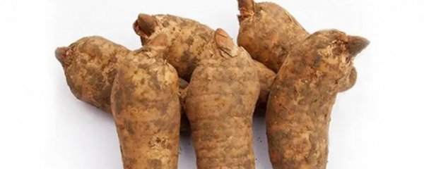 新鲜天麻怎样好吃