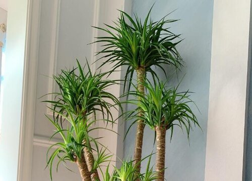 龙须树怎么繁殖