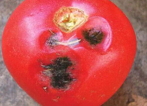 大棚西红柿病虫害防治方法与技术