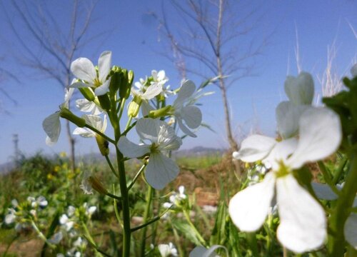 萝卜开花后怎么处理