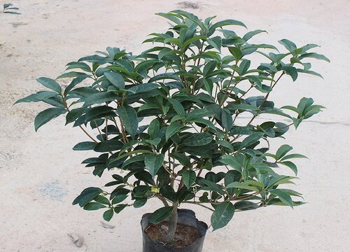 盆栽桂花可以施叶面肥吗