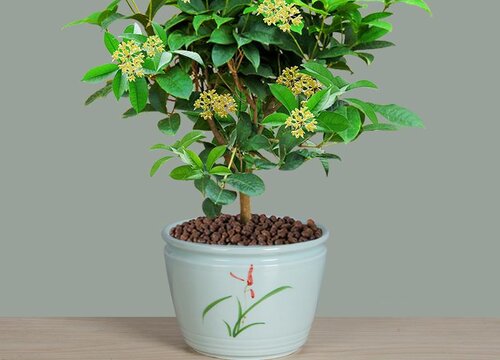 盆栽桂花可以施叶面肥吗