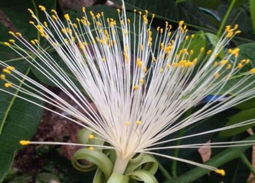 发财树开花什么预兆