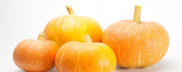 南瓜种子泡几天会发芽