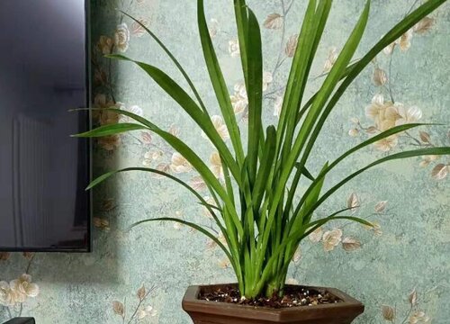 兰草多长时间浇一次水