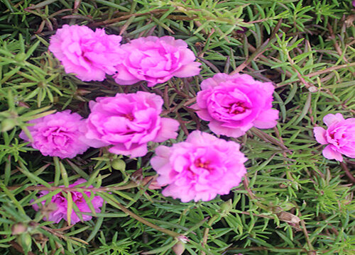 太阳花越冬的养护技巧