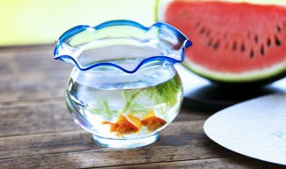 鱼缸放什么物件聚财 鱼缸放什么物件可以聚财