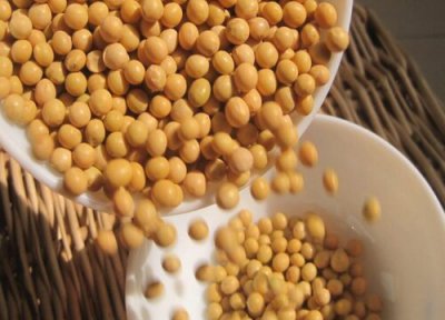 熟黄豆做肥料 熟黄豆可以做肥料吗