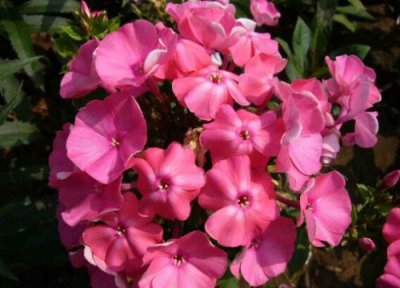 福禄考耐寒 福禄考耐寒吗