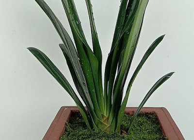 君子兰为什么烂根怎么办 君子兰根系全烂了怎么解决