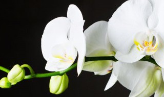 冬天室内怎么养好兰花呢 冬天室内如何养好兰花呢