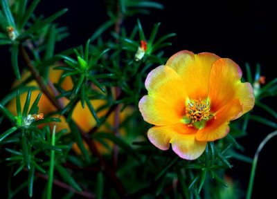 午时花什么时候开花 中午开花