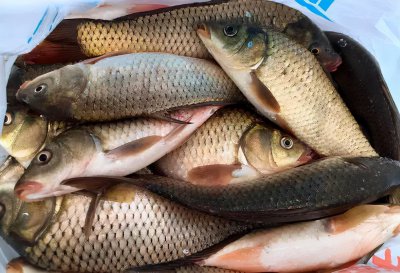 营养价值高的深海鱼有哪些 市面上常见的深海鱼种类排名