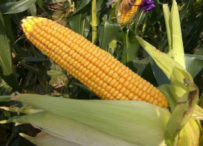 玉米对肥料的需求含量是多少 玉米用什么样的肥才能高产