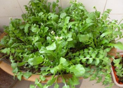 荠菜类型与属性 荠菜是什么植物类别