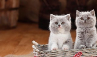 猫流口水是怎么回事 猫老流口水是怎么回事