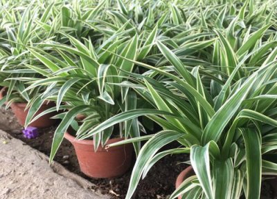 吊兰怎样养护爆盆 吊兰怎么养 盆栽