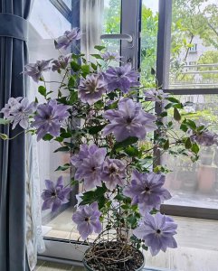 倒影铁线莲优缺点介绍 耐寒倒影铁线莲好养且多季开花