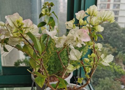 三角梅怎样养才开花 三角梅怎么养护才会开花多