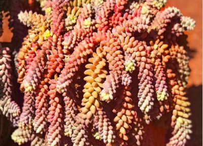 什么多肉植物最好养又好看又香 一年四季都好养的漂亮多肉