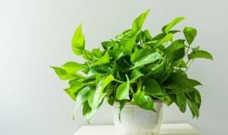 怎么栽绿萝 栽绿萝的方法