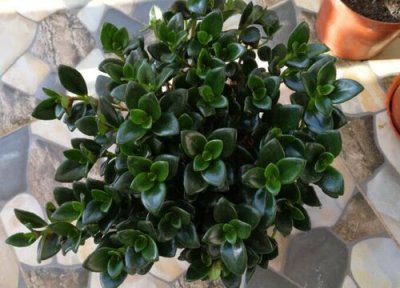 怎样养金鱼吊兰才能开花 如何把金鱼吊兰养到开花爆棚